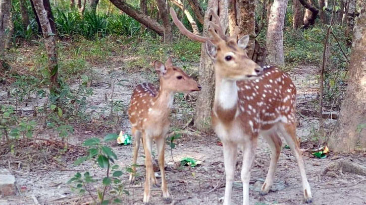 সুন্দরবনে হরিণ শিকারের মহোৎসব!