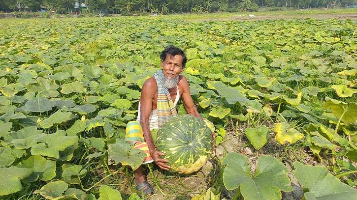 ক্ষেতে পাকছে মিষ্টি কুমড়া, দেখা নেই পাইকারের