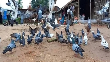 আশরাফুলের কাছে খাবার খেতে আসা ৩০০ কবুতরের ঠিকানা জানেনা কেউ