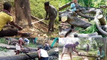 গাছ কাটার আগে অনুমতি নিতে হবে: হাই কোর্ট